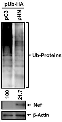 Novel role of <mark class="highlighted">HIV-1 Nef</mark> in regulating the ubiquitination of cellular proteins